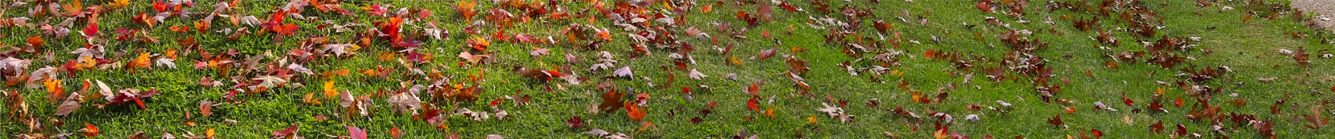 Web Banner_leaves.jpg